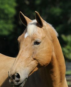 1C9A0317PalominoWarmblood,OwnedByJeanThornton,FL