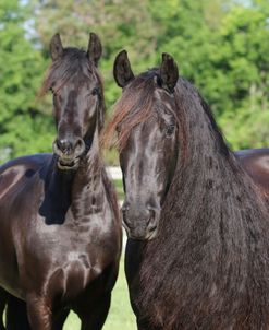 1C9A9638Friesians,BluffviewClydesdales&Friesians,FL