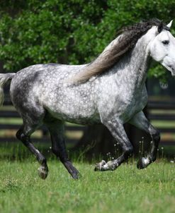 1Z5F2503LusitanoStallion-Eminence MC-CaballosDeLosChristiani,FL