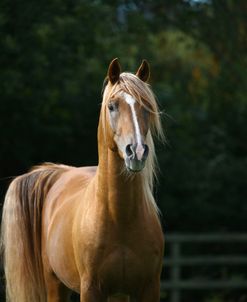 1Z5F1282ArabStallion,PearlIslandArabians,UK