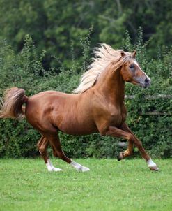 1Z5F1337ArabStallion,PearlIslandArabians,UK