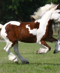 1Z5F3405Clydesdale X Youngster,BriarPatchFarm,FL