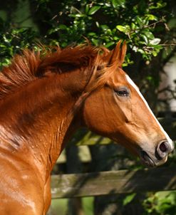 1Z5F4180QuarterHorse,PaintedFeatherFarm,FL