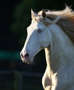 1Z5F6340CremelloLusitanoStallion-Valente-LegendaryLusitanos,FL