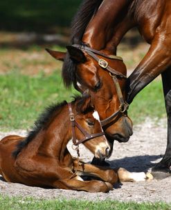 1Z5F6354ThoroughbredMare&Foal,PleasantAcres,FL