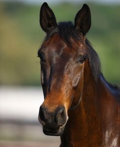 1Z5F3105CanadianSportHorse,KingridgeStables,FL