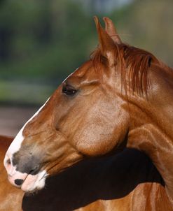 1Z5F3245CanadianSportHorse,KingridgeStables,FLA