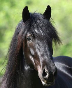 1Z5F3372GypsyVanner-WR Willy-WR Ranch,FL