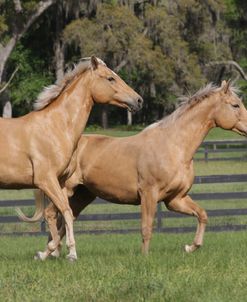 A21C0048PalominoWarmbloods,OwnedByJeanThornton,FL