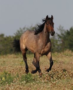 A21C0185QuarterHorseYoungster,5StarQuarterHorses,TX