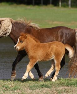 A21C0508MiniatureMare&Foal,MeadowLaneFarm,TX