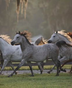 1Z5F7710Arabs,HennessyArabians,FL