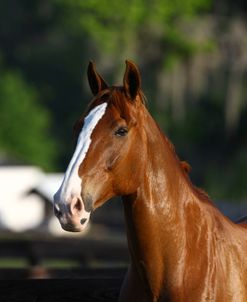 1Z5F8153CanadianSportHorse,KingridgeStables,FL