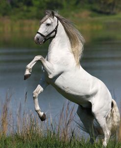 1Z5F8381RearingLusitanoStallion-Zola-LegendaryLusitanos,FL