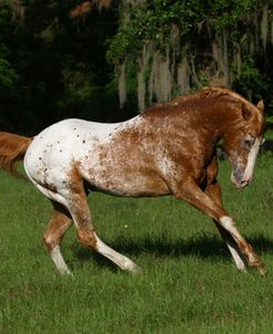 1Z5F8397StallionBehaviour,Appaloosa,LynnsAppaloosas,FL