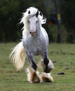 A21C2186GypsyCobStallion-Tyson-DixieDownMeadows,UK