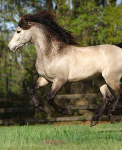 A21C2246BuckskinUS.Warmblood-DD-OwnedByJeanneMcDonald,UnderTheSonFarm,FL