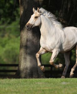 A21C0519Lusitano-Eros-CaballosDeLosChristiani,FL