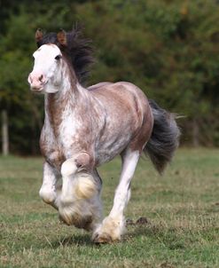 A21C2070GypsyCobStallion-FlashHarry-DixieDownMeadows,UK