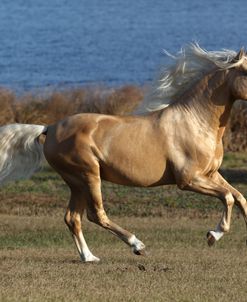 A21C3676PalominoLusitanoStallion-Alfacinha-LegendaryLusitanos,FL