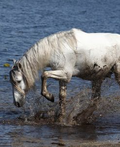 A21C3906LusitanoStallion-Zola-PawingWaterLegendaryLusitanos,FL