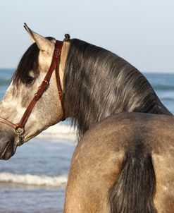 A21C4348P.R.E.AndalucianStallion-Coqueto-RH-YeguadaTomasOsborne,Spain