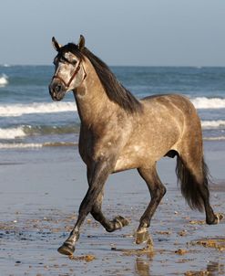 A21C4435P.R.E.AndalucianStallion-Coqueto-RH-YeguadaTomasOsborne,Spain