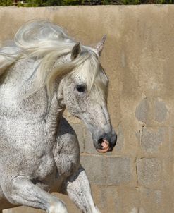 A21C2631AndalucianStallion-Jaquimero-YeguadaPedroPons,Majorca