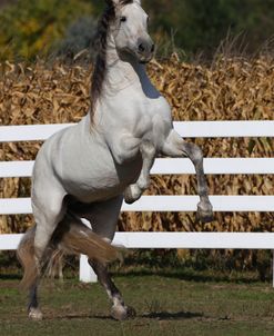 A21C7830BehaviourRearing,P.R.E.AndalucianStallion-Gentil MOR-OwnedByJulieStammler,WI