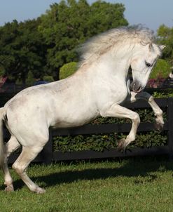 AV4C1817RearingP.R.E.AndalucianStallion-Idilio-HamptonGreenFarm,FL