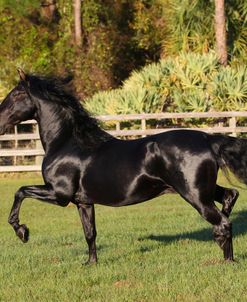 AV4C3062P.R.E.AndalucianStallion-TriunfadorXX1V-HaciendaDelSol,FL