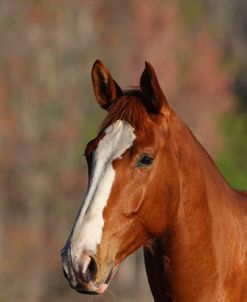 AV4C4934CanadianSportHorse,KingridgeStables,FL