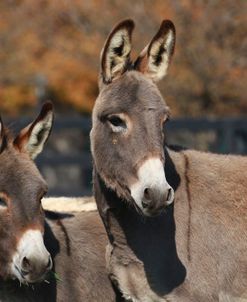 A21C5948 Donkeys