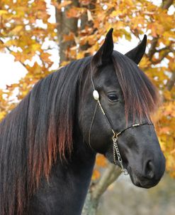 A21C6839KentuckyMountainPleasureHorseStallion-Merango-ClassicFarm,KY