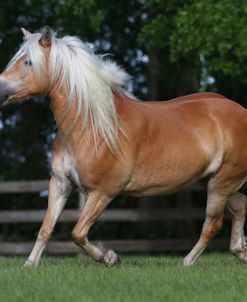 AY3V1517Haflinger,OwnedByLeslieKing,UnderTheSonFarm,FL