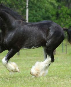 AY3V3313ClydesdaleStallion-Biggs-BriarPatchFarm,FL