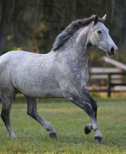 AY3V8669CanadianSportHorse,KingridgeStables,FL