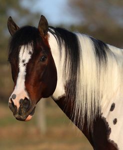 AV4C9565TobianoPaintStallion-ImaSwitchHitter-PaintedFeatherFarm,FL