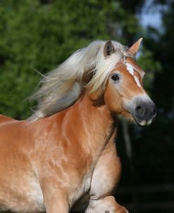 AY3V1446Haflinger,OwnedByLeslieKing,UnderTheSonFarm,FL