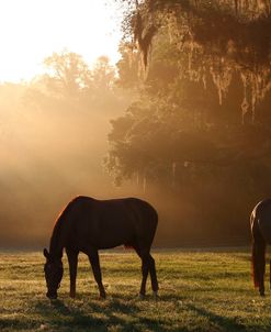 Early Morning Mist