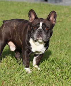 CQ2R3982Bulldog – French