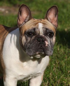 CQ2R3997Bulldog – French