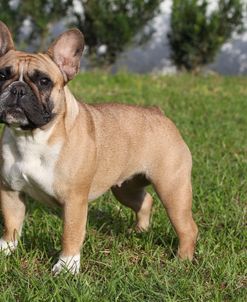 CQ2R4039Bulldog – French