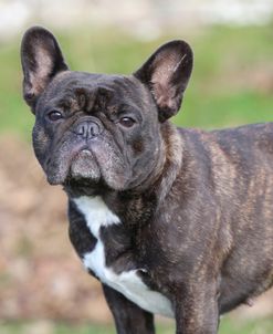 CQ2R1329Bulldog – French