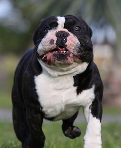 CQ2R4162Bulldog – French