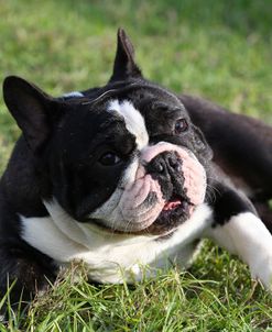 CQ2R4209Bulldog – French