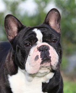 CQ2R4078Bulldog – French