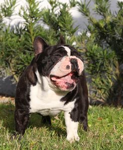 CQ2R4092Bulldog – French