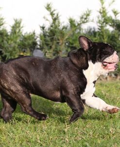 CQ2R4138Bulldog – French