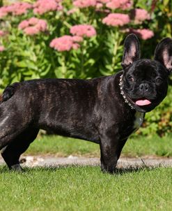 CQ2R8802Bulldog – French